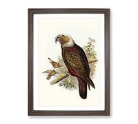 Ka Parrot By Elizabeth Gould Vintage Framed Print | A4 Walnut Framed Wall Art | Ready to Hang | Classic Animal Picture | Living Room Bedroom Lounge Office