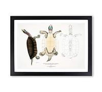 Kachuga Terrapin Illustrations by John Edward Gray Framed Print | A2 Black Framed Wall Art | Ready to Hang | Modern Nature Picture | Living Room Bedroom Lounge Office