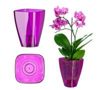 Kadax Orchid Pot, Plastic Flower Pot In Several Colours, Plant Pot In Multiple Sizes, Pot (Diameter 13 Cm, Transparent Purple)