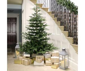 Kaemingk Artificial Luxury Christmas XmasTree Grandis Fir Christmas 8ft