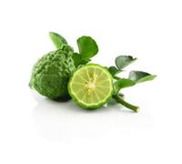 Kaffir Lime 6 Units x 4 pack
