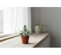 Kalanchoe Beharensis Light Pot Size 8.5 Cm Height 15 Velvet Leaf Plant Indoor Houseplant