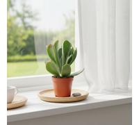 Kalanchoe Oricula Pot Size 8.5 Cm Height 20 Indoor Houseplant