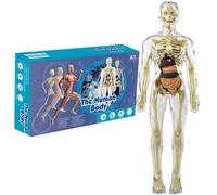 Kalastussaari Human Body Model for Kids 11.2 Inch Removable Clear Human Anatomy Model Realistic Organ ＆ Skeleton Science Educational Toys Gifts for Kids Aged 7-14 Anatomy