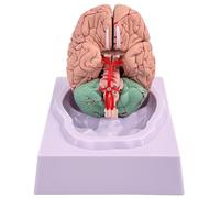 Kalastussaari Human Brain Model,Anatomy 8-Part Model of Brain,Fake Brain with 32 Digital Identifiers,Artery Brain Teaching Anatomy of Brain for Science Classroom Study Display
