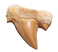 KALIFANO Authentic Fossilized Prehistoric Shark Teeth - Morocco