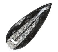 KALIFANO Authentic Natural Orthoceras Fossil - Extinct Cephalopod Shell - Morocco