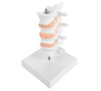 KALLORY Human Spine Anatomy Model Mini Lumbar Spine Model Pvc Material with Stand for Osteoporosis Display and Research Reference, for Student Learning and Instruction