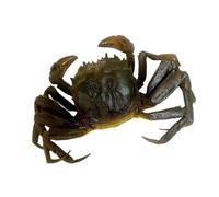 Kalttoy Durable Imitated Hairy Crabs Ornament Easy to Clean Homes and Office Accessory