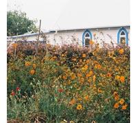 Kane Strang - Blue Cheese [7" VINYL]