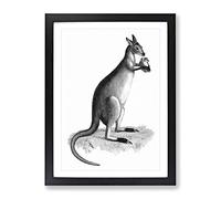 Kangaroo In Black & White By George Shaw Vintage Framed Print | A2 Black Framed Wall Art | Ready to Hang | Classic Nature Picture | Living Room Bedroom Lounge Office
