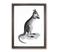 Kangaroo In Black & White By George Shaw Vintage Framed Print | A2 Walnut Framed Wall Art | Ready to Hang | Classic Nature Picture | Living Room Bedroom Lounge Office