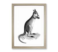 Kangaroo In Black & White By George Shaw Vintage Framed Wall Art Print, Ready to Hang Picture for Living Room Bedroom Home Office Décor, Oak A3 (34 x 46 cm)