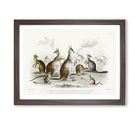 Kangaroos By Oliver Goldsmith Vintage Framed Print | A2 Walnut Framed Wall Art | Ready to Hang | Classic Nature Picture | Living Room Bedroom Lounge Office