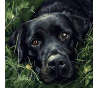 KANGBAWA DIY Paint by Numbers Black Labrador on The Grass (1) with Paint Brushes and Acrylic Painting Kit 16x20 Inch for Kids and Adults Beginner Gifts