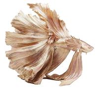 Kare Design Betta Fish Deco Figurine, Gold, 57.3 x 63.4 x 33.7 cm
