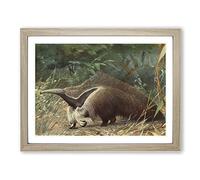 Karl Ludwig Hartig Giant Ant eater Vintage Framed Print | A2 Oak Framed Wall Art | Ready to Hang | Classic Nature Picture | Living Room Bedroom Lounge Office