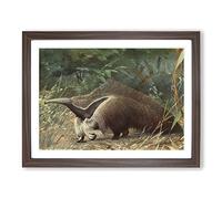 Karl Ludwig Hartig Giant Ant eater Vintage Framed Print | A2 Walnut Framed Wall Art | Ready to Hang | Classic Nature Picture | Living Room Bedroom Lounge Office