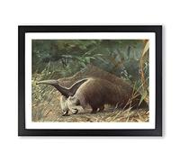 Karl Ludwig Hartig Giant Ant eater Vintage Framed Wall Art Print, Ready to Hang Picture for Living Room Bedroom Home Office Décor, Black A2 (64 x 46 cm)