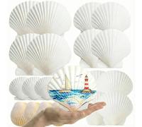 KBCYRT 20PCS scallop shells,shells for crafting,White Scallop Shells - 2.5-9CM Mixed Size Beach Shells, DIY Art Painting, Wedding & Home Decoration, Vase Filling, Coastal Themed Parties