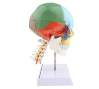 KBOLAE 1:1 Colored 22 Parts Human Head Skull with Cervical Vertebra Anatomy Model