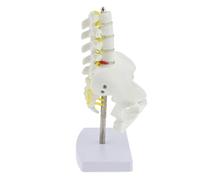 KBOLAE Mini Human Pelvis with 5 Lumbar Vertebrae Skeleton Anatomical Model