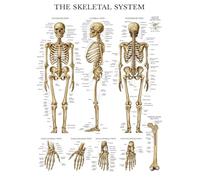 KCDFDVJFBM Bones of The Human Body Poster - Complete Skeletal System Anatomy Chart with Muscle Attachments, for Students & Teachers Reference(Framed,08x12inch(20x30cm))