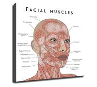 KCDFDVJFBM Cosmetology Educational Poster Facial Muscles Anatomy Chart Canvas Wall-Art for Aesthetician Exam Prep Clinic Office Wall Decor(Framed,16x24inch(40x60cm))