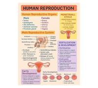 KCDFDVJFBM Male & Female Reproductive Systems Anatomy Poster Set, Biology Wall Chart for Students, Nurse Educator Resource, Science Class Decor(Framed,16x24inch(40x60cm))