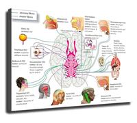 KCDFDVJFBM Science Wall Art Brain Anatomy Poster Pathology Chart Canvas Print for Library Study Room Home Office Clinic Decor(Unframed,16x24inch(40x60cm))