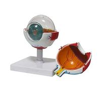 KCVC Eye Models 6X Enlarged Eye Anatomy Model for Kids with 7 Detachable Parts & Vein Pattern Easy to Observe and Understand the Structure of the Eyeball Human Eye Model Kit