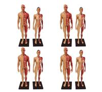 KDJFS 4 Piece Male and Female Human Anatomy Model, 1/6 Life Size 11.8''/30cm Muscle Structure Model with Base and Clear Muscle Texture Suitable for Art Medicine Sports Physiotherapy