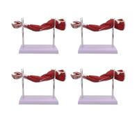 KDJFS 4-Piece Set Human Anatomy Model - Half-Life-Size Arm Anatomy Model, Upper Limb Muscle Model with Numbered Anatomical Indicators and Stand Base for Medical Physiology Study and Teaching