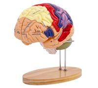 KDJFS Brain Model, 2 Times Enlarged Disassembled Anatomical Human Brain Model with Color Partition and Anatomical Location Identification and Anatomical Location Chart Brain Anatomy Model