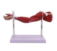 KDJFS Human Anatomy Model, 1/2 Life Size Arm Anatomy Model Upper Limb Muscle Anatomy Model with Digital Anatomical Location Indicators and Bracket Base for Medical Physiology Study Teaching