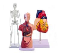KDJFS Human Body Model Kit - Set of 3 Human Anatomy Models with Removable Parts (Torso, Skeleton, Heart) for Kids Medical Anatomy and Physiology Student Educational