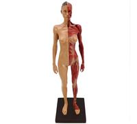 KDJFS Human Muscular Figure Mini Muscular Anatomy Model with Base and Clear Muscle Texture, Human Musculature Anatomy Model for Painting and Sculpture and Medical Reference Character Design