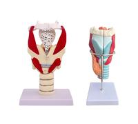 KDJFS Voice System Anatomy Model Set - Enlarged Larynx and Vocal Cord Models for Singing Lessons, Speech Therapy and Classroom Teaching