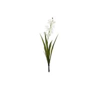 KDMD Botanica Mini White Cymbidium Plant 45cm KDMD White