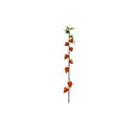 KDMD Botanica Orange Houzouki 91cm 2 Pack KDMD Orange
