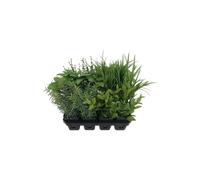 KDMD Botanica Tray of 12 Assorted Herbs in Green KDMD Green