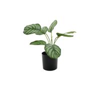KDMD Calathea Potted House Plant 38cm in Green KDMD Green