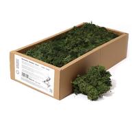 KDMD Decoration Reindeer Moss - Grass Green - (approx 500gm) KDMD Green