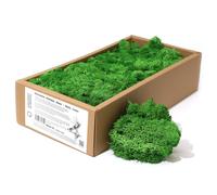 KDMD Decoration Reindeer Moss - Moss Green - (approx 500gm) KDMD Green