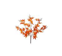KDMD Essential Orange Acer Palmatum Bush 2 Pack KDMD Orange