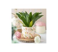 KDMD Fairy Folklore Print Plant Pot in Cream KDMD Cream