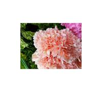 KDMD Natural Peach Carnation Bush Orange KDMD Peach