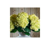 KDMD Oversized Green Hydrangea - Realistic Botanical Flower Decor KDMD Green