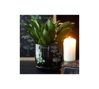 KDMD Poisonous Plants Ceramic Pot - Dark Elegant Indoor Decor in Black KDMD Black