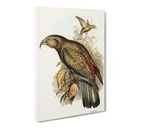 Kea Parrot By Elizabeth Gould Canvas Print | Gallery Wrapped 30mm Frame Wall Art | 20x14 inches | Ready to Hang | Retro Animals Picture | Living Room Bedroom Lounge Office